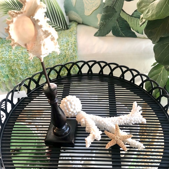 New! Romosa Murex Seashell Black Stand - Picture 2 of 8